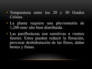 • Temperatura entre los 20 y 30 Grados
Celsius.
• La planta requiere una pluviometría de
1,200 mm/ año bien distribuida .
• Las pasifloráceas son sensitivas a vientos
fuertes. Estos pueden reducir la floración,
provocar deshidratación de las flores, dañar
brotes y frutas.
 