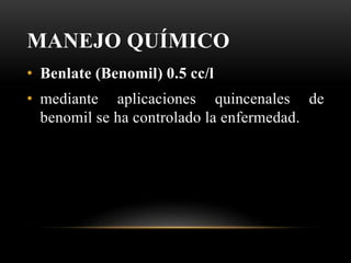 MANEJO QUÍMICO
• Benlate (Benomil) 0.5 cc/l
• mediante aplicaciones quincenales de
benomil se ha controlado la enfermedad.
 