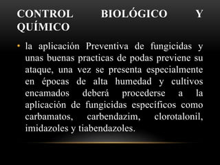 CONTROL BIOLÓGICO Y
QUÍMICO
• la aplicación Preventiva de fungicidas y
unas buenas practicas de podas previene su
ataque, una vez se presenta especialmente
en épocas de alta humedad y cultivos
encamados deberá procederse a la
aplicación de fungicidas específicos como
carbamatos, carbendazim, clorotalonil,
imidazoles y tiabendazoles.
 