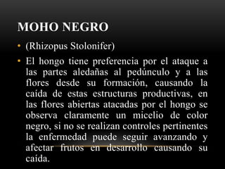 MOHO NEGRO
• (Rhizopus Stolonifer)
• El hongo tiene preferencia por el ataque a
las partes aledañas al pedúnculo y a las
flores desde su formación, causando la
caída de estas estructuras productivas, en
las flores abiertas atacadas por el hongo se
observa claramente un micelio de color
negro, si no se realizan controles pertinentes
la enfermedad puede seguir avanzando y
afectar frutos en desarrollo causando su
caída.
 