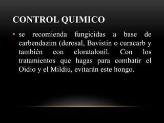 CONTROL QUIMICO
• se recomienda fungicidas a base de
carbendazim (derosal, Bavistin o curacarb y
también con cloratalonil. Con los
tratamientos que hagas para combatir el
Oidio y el Mildiu, evitarán este hongo.
 