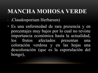 MANCHA MOHOSA VERDE
• (Claudosporium Herbarum)
• Es una enfermedad de rara presencia y en
porcentajes muy bajos por lo cual no reviste
importancia económica hasta la actualidad,
los frutos afectados presentan una
coloración verdosa y en las hojas una
descoloración (que es la esporulación del
hongo),
 