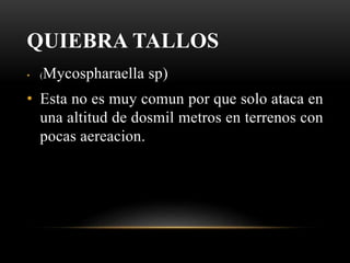 QUIEBRA TALLOS
• (Mycospharaella sp)
• Esta no es muy comun por que solo ataca en
una altitud de dosmil metros en terrenos con
pocas aereacion.
 