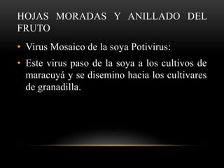HOJAS MORADAS Y ANILLADO DEL
FRUTO
• Virus Mosaico de la soya Potivirus:
• Este virus paso de la soya a los cultivos de
maracuyá y se disemino hacia los cultivares
de granadilla.
 