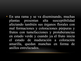• En una rama y se va diseminando, muchas
plantas presentan alta susceptibilidad
afectando también sus órganos florales con
mal formaciones y coloraciones púrpuras y
frutos con tumefacciones y protuberancias
en estado verde y cuando ya el fruto inicia
el estado de maduración a coloración
amarilla, quedan manchas en forma de
anillos entrelazados.
 