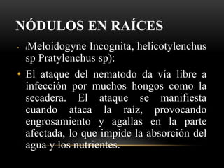 NÓDULOS EN RAÍCES
• (Meloidogyne Incognita, helicotylenchus
sp Pratylenchus sp):
• El ataque del nematodo da vía libre a
infección por muchos hongos como la
secadera. El ataque se manifiesta
cuando ataca la raíz, provocando
engrosamiento y agallas en la parte
afectada, lo que impide la absorción del
agua y los nutrientes.
 