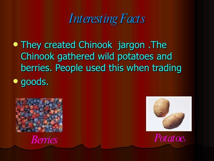 What are some facts about the Chinook tribe?