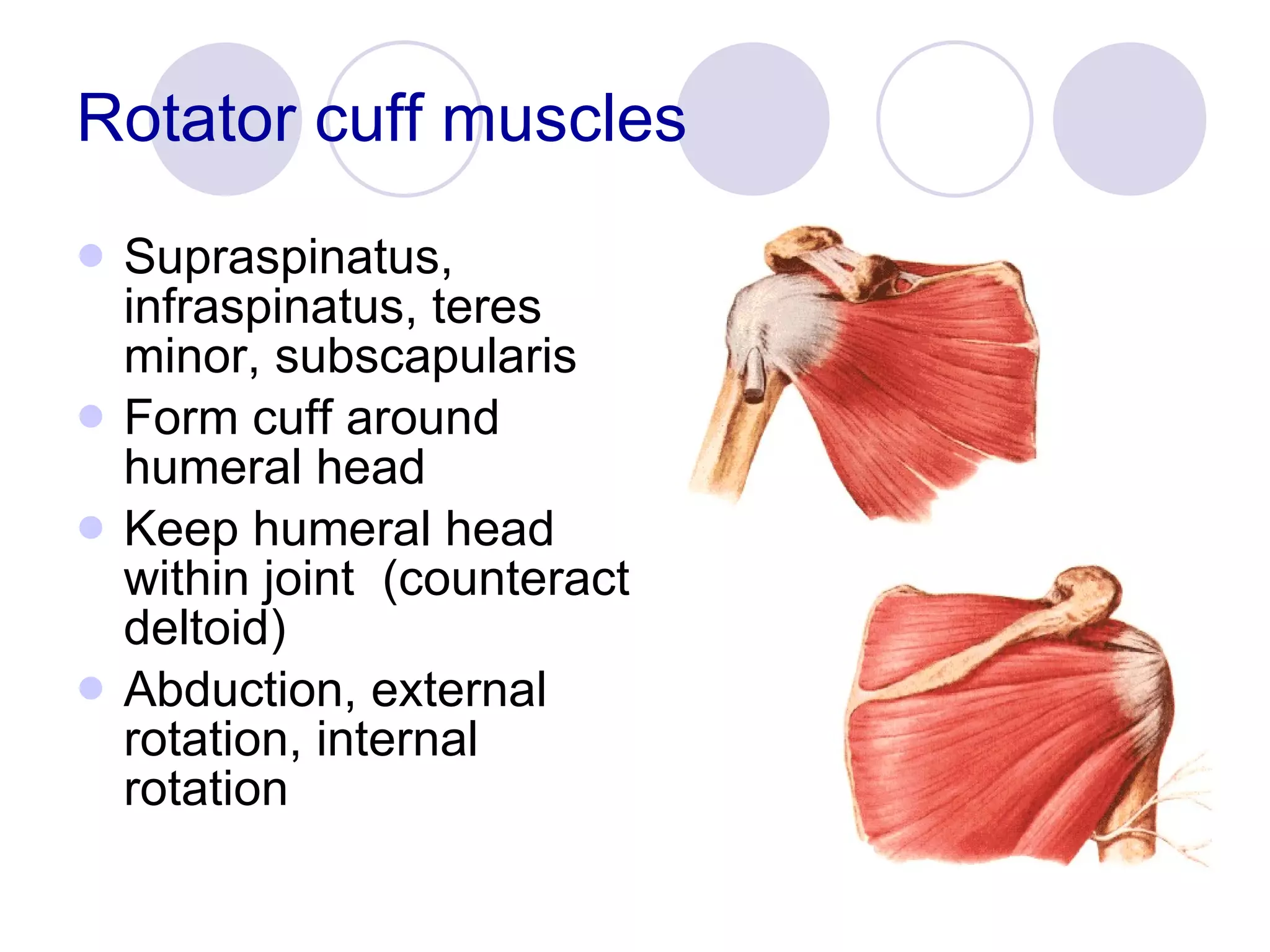Rotator cuff muscles Supraspinatus, infraspinatus, teres minor, subscapularis Form cuff around humeral head Keep humeral head within joint  (counteract deltoid) Abduction, external rotation, internal rotation 