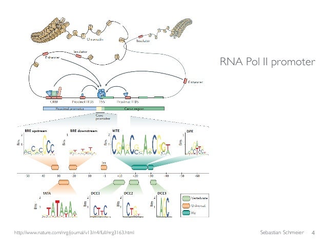 chip seq chip sequencing