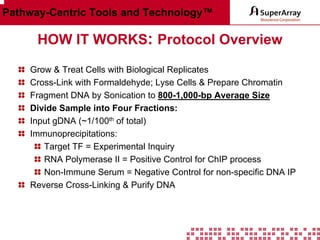 Pathway-Centric Tools and Technology™

HOW IT WORKS: Protocol Overview
Grow & Treat Cells with Biological Replicates
Cross-Link with Formaldehyde; Lyse Cells & Prepare Chromatin
Fragment DNA by Sonication to 800-1,000-bp Average Size
Divide Sample into Four Fractions:
Input gDNA (~1/100th of total)
Immunoprecipitations:
Target TF = Experimental Inquiry
RNA Polymerase II = Positive Control for ChIP process
Non-Immune Serum = Negative Control for non-specific DNA IP
Reverse Cross-Linking & Purify DNA

 