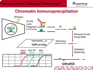Pathway-Centric Tools and Technology™

Chromatin Immunoprecipitation
Stimulus
X-Link
Lyse
Fragment

X

IP

X

X

Reverse X-Link
Purify DNA
Discovery
ChIP-on-chip
Input

Anti-TF

NIS

Validation
Screening

ChIP-qPCR

 