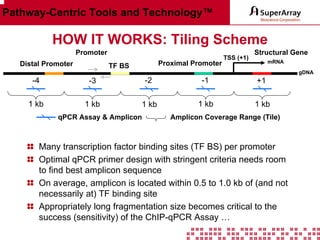 Pathway-Centric Tools and Technology™

HOW IT WORKS: Tiling Scheme
Promoter
Distal Promoter

Proximal Promoter

TF BS

TSS (+1)

Structural Gene
mRNA
gDNA

-4

-3

-2

-1

+1

1 kb

1 kb

1 kb

1 kb

1 kb

qPCR Assay & Amplicon

Amplicon Coverage Range (Tile)

Many transcription factor binding sites (TF BS) per promoter
Optimal qPCR primer design with stringent criteria needs room
to find best amplicon sequence
On average, amplicon is located within 0.5 to 1.0 kb of (and not
necessarily at) TF binding site
Appropriately long fragmentation size becomes critical to the
success (sensitivity) of the ChIP-qPCR Assay …

 