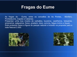 Fragas do Eume
As fragas do Eume, entre os concellos de As Pontes, Monfero,
Pontedeume, Capela e Cabanas.
Presentan unha boa mostra de carballos, loureiros, castiñeiros, bidueiros,
ameneiros, salgueiros, freixo, pradairo, teixo, acivros, felgos brións e liques .
Está protexido baixo a figura do parque natural e incluido na proposta para a
rede Natural 2.000.
 