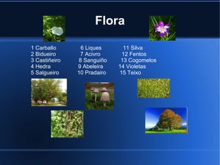 Flora
1 Carballo 6 Liques 11 Silva
2 Bidueiro 7 Acivro 12 Fentos
3 Castiñeiro 8 Sanguiño 13 Cogomelos
4 Hedra 9 Abeleira 14 Violetas
5 Salgueiro 10 Pradairo 15 Teixo
 