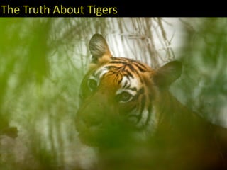 The Truth About Tigers
 