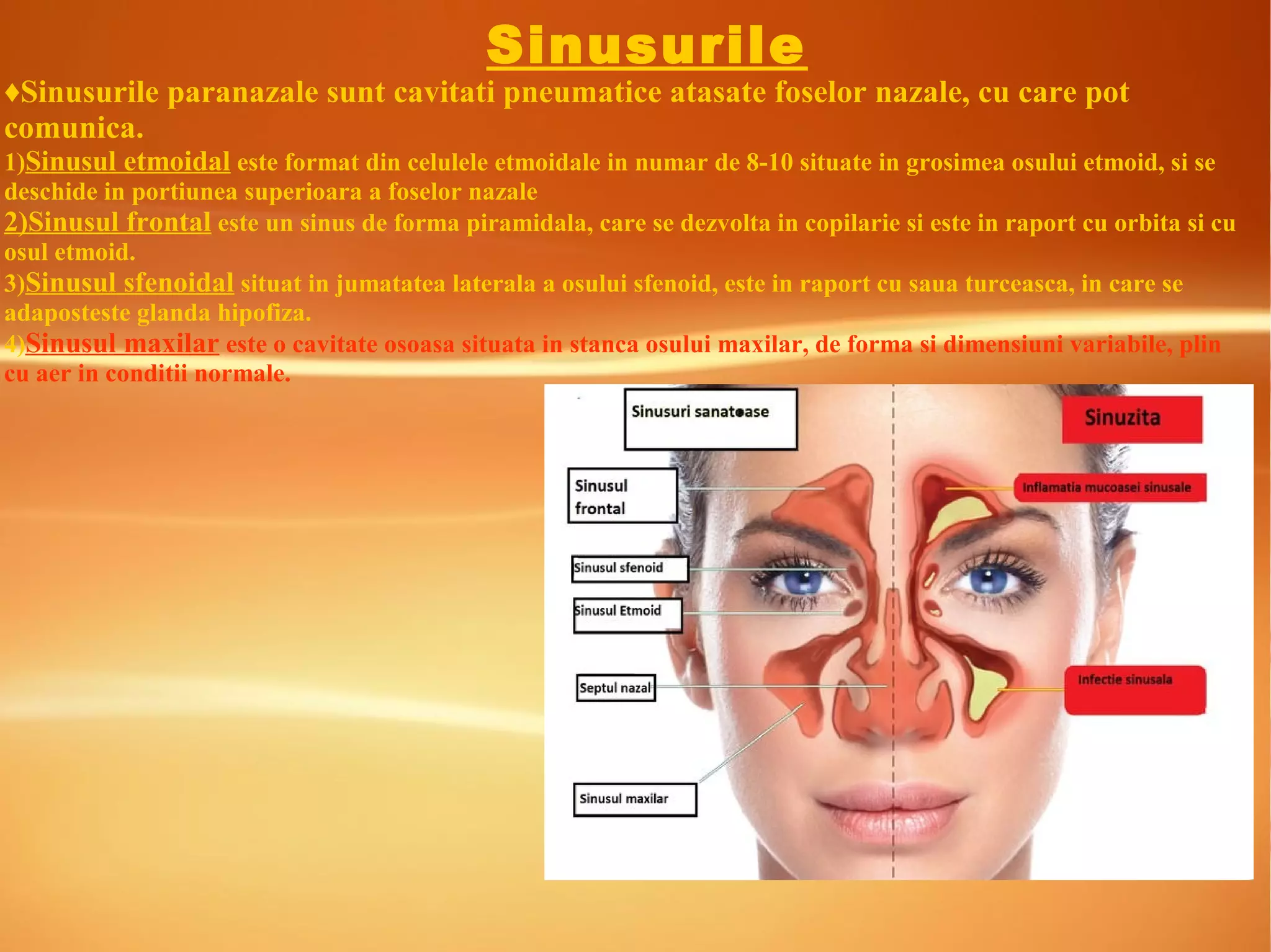Sinusurile
♦Sinusurile paranazale sunt cavitati pneumatice atasate foselor nazale, cu care pot
comunica.
1)Sinusul etmoidal este format din celulele etmoidale in numar de 8-10 situate in grosimea osului etmoid, si se
deschide in portiunea superioara a foselor nazale
2)Sinusul frontal este un sinus de forma piramidala, care se dezvolta in copilarie si este in raport cu orbita si cu
osul etmoid.
3)Sinusul sfenoidal situat in jumatatea laterala a osului sfenoid, este in raport cu saua turceasca, in care se
adaposteste glanda hipofiza.
4)Sinusul maxilar este o cavitate osoasa situata in stanca osului maxilar, de forma si dimensiuni variabile, plin
cu aer in conditii normale.
 
