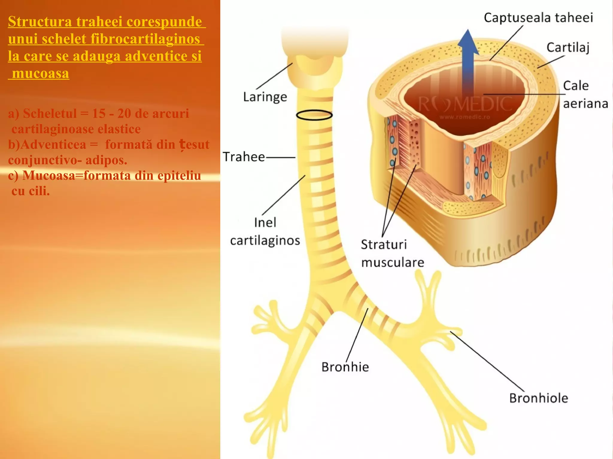 Structura traheei corespunde
unui schelet fibrocartilaginos
la care se adauga adventice si
mucoasa
a) Scheletul = 15 - 20 de arcuri
cartilaginoase elastice
b)Adventicea = formată din esutț
conjunctivo- adipos.
c) Mucoasa=formata din epiteliu
cu cili.
 