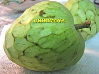 CHIRIMOYA 
