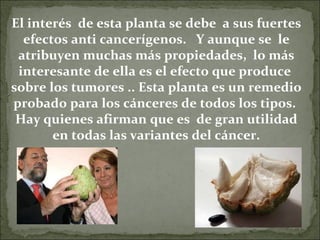 El interés  de esta planta se debe  a sus fuertes efectos anti cancerígenos.   Y aunque se  le atribuyen muchas más propiedades,  lo más interesante de ella es el efecto que produce  sobre los tumores .. Esta planta es un remedio probado para los cánceres de todos los tipos.  Hay quienes afirman que es  de gran utilidad en todas las variantes del cáncer. 