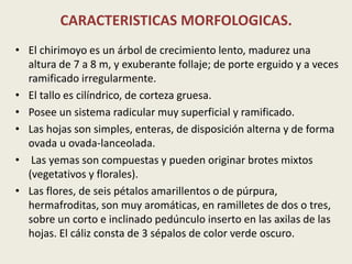 CARACTERISTICAS MORFOLOGICAS.El chirimoyo es un árbol de crecimiento lento, madurez una altura de 7 a 8 m, y exuberante follaje; de porte erguido y a veces ramificado irregularmente. El tallo es cilíndrico, de corteza gruesa. Posee un sistema radicular muy superficial y ramificado.Las hojas son simples, enteras, de disposición alterna y de forma ovada u ovada-lanceolada. Las yemas son compuestas y pueden originar brotes mixtos (vegetativos y florales).Las flores, de seis pétalos amarillentos o de púrpura, hermafroditas, son muy aromáticas, en ramilletes de dos o tres, sobre un corto e inclinado pedúnculo inserto en las axilas de las hojas. El cáliz consta de 3 sépalos de color verde oscuro. 