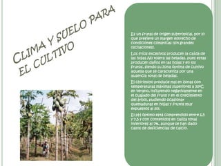 Es un frutal de origen subtropical, por lo que prefiere un margen estrecho de condiciones climáticas (sin grandes oscilaciones). Los fríos excesivos producen la caída de las hojas.No tolera las heladas, pues estas producen daños en las hojas y en los frutos, siendo su zona óptima de cultivo aquella que se caracteriza por una ausencia total de heladas. El chirimoyo produce mal en zonas con temperaturas máximas superiores a 30ºC en verano, influyendo negativamente en el cuajado del fruto y en el crecimiento del árbol, pudiendo ocasionar quemaduras en hojas y frutos muy expuestos al sol. El pH óptimo está comprendido entre 6,5 y 7,5 y con contenidos en caliza total inferiores al 7%, aunque se han dado casos de deficiencias de calcio. Clima y suelo para el cultivo