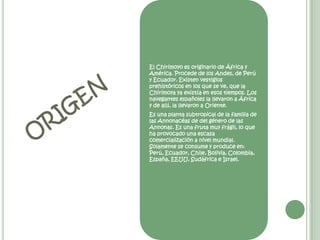 El Chirimoyo es originario de África y América. Procede de los Andes, de Perú y Ecuador. Existen vestigios prehistóricos en los que se ve, que la Chirimoya ya existía en esos tiempos. Los navegantes españoles la llevaron a África y de allí, la llevaron a Oriente. Es una planta subtropical de la familia de las Annonacéas de del género de las Annonas. Es una fruta muy frágil, lo que ha provocado una escasa comercialización a nivel mundial. Solamente se consume y produce en: Perú, Ecuador, Chile, Bolivia, Colombia, España, EEUU, Sudáfrica e Israel. origen