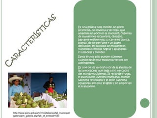 Es una gruesa baya ovoide, un poco piriforme, de envoltura verdosa, que amarillea un poco en la madurez, cubierta de mamelones escamosos, obtusos, bastante resistentes; su carne es blanca, blanda, de un perfume y un gusto delicados; en su pulpa se encuentran numerosas semillas negras y aplanadas, crustáceas y ovoides. Estos frutos sólo pueden comerse cuando están muy maduros; verdes son astringentes. Es uno de los raros frutos de la familia de las annonáceas que llega a los mercados del mundo occidental. El resto de frutas, el guanábano (Annonamuricata), mamón (Annonareticulata) y el anón (Annonasquamosa) son muy frágiles y no sorportan el transporte. Característicashttp://www.peru.gob.pe/pm/portales/portal_municipal/galeria/pm_galeria.asp?pk_id_entidad=553