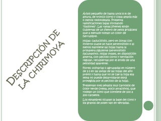 Árbol pequeño de hasta unos 8 m de altura, de tronco corto y copa amplia más o menos redondeada. Presenta ramificaciones bajas formando "faldones". Las ramas jóvenes están cubiertas de un fieltro de pelos grisáceos que a menudo toman un color de herrumbre. Hojas: caducifolio, pero en zonas con invierno suave se hace perennifolio o al menos mantiene las hojas hasta la primavera siguiente (perennifolio facultativo). Hojas ovales, en disposición alterna, con peciolo corto y nerviación regular, recubiertas por el envés de una pelosidad aparente. Flores: solitarias o agrupadas en número de 2-3 en las axilas de las hojas del año previo y hasta que no se cae la hoja esa yema no puede desarrollarse (está protegida por el peciolo de la hoja). Presentan tres pétalos muy carnosos de color verde crema, poco atractivos, que rodean un cono que contiene de 100 a 200 carpelos. Los estambres ocupan la base del cono y los granos de polen van en tétradas. Descripción de la chirimoya