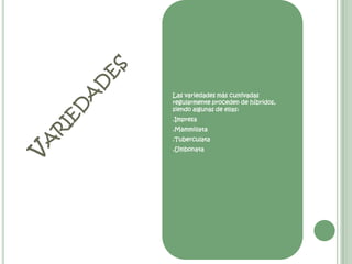 Las variedades más cultivadas regularmente proceden de híbridos, siendo algunas de ellas: .Impresa .Mammillata.Tuberculata.UmbonataVariedades