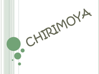 chirimoya 