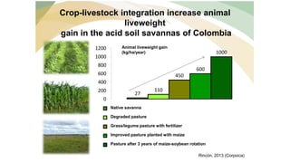 Chirinda, Ngonidzashe - Climate Food and Farming CLIFF Network annual workshop November 2017