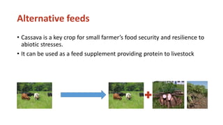 Chirinda, Ngonidzashe - Climate Food and Farming CLIFF Network annual workshop November 2017