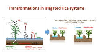 Chirinda, Ngonidzashe - Climate Food and Farming CLIFF Network annual workshop November 2017