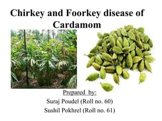 Chirkey and Foorkey disease of
Cardamom
Prepared by:
Suraj Poudel (Roll no. 60)
Sushil Pokhrel (Roll no. 61)
 