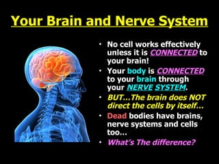 Your Brain and Nerve System No cell works effectively unless it is   CONNECTED   to your brain! Your  body  is   CONNECTED   to your   brain   through your   NERVE   SYSTEM . BUT…The brain does NOT direct the cells by itself… Dead  bodies have brains, nerve systems and cells too… What’s The difference? 