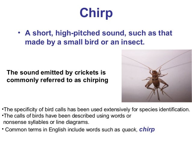 Chirps chirps