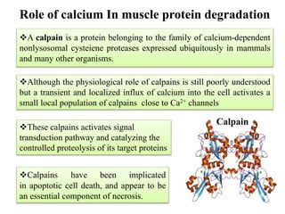 Calciphan Function Calcium as a Regulatory and Signalling ion | PPTX