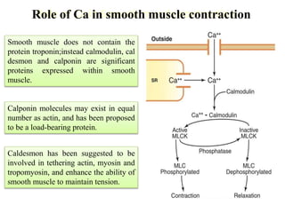 Calciphan Function Calcium as a Regulatory and Signalling ion | PPTX
