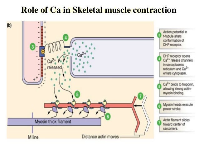 physical-orgasm-contraction