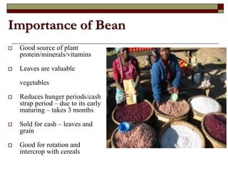 Supporting communities to increase bean productivity through enhanced accessibility to seed of preferred bean varieties and other technologies in Malawi, Mozambique and Tanzania
