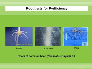 Chirwa presentation-2Breeding for Multiple Constraint Resistant, Micronutrient Rich Content and Niche Market Bean Varieties in the light of PABRA Workplans and Milestones