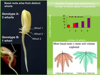 Chirwa presentation-2Breeding for Multiple Constraint Resistant, Micronutrient Rich Content and Niche Market Bean Varieties in the light of PABRA Workplans and Milestones