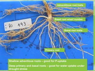 Chirwa presentation-2Breeding for Multiple Constraint Resistant, Micronutrient Rich Content and Niche Market Bean Varieties in the light of PABRA Workplans and Milestones