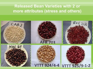 Chirwa presentation-2Breeding for Multiple Constraint Resistant, Micronutrient Rich Content and Niche Market Bean Varieties in the light of PABRA Workplans and Milestones