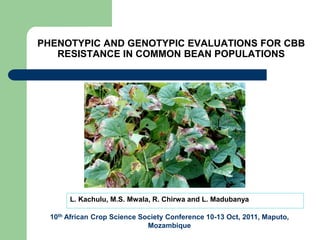 PHENOTYPIC AND GENOTYPIC EVALUATIONS FOR CBB
   RESISTANCE IN COMMON BEAN POPULATIONS




       L. Kachulu, M.S. Mwala, R. Chirwa and L. Madubanya

  10th African Crop Science Society Conference 10-13 Oct, 2011, Maputo,
                              Mozambique
 