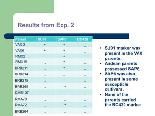 PHENOTYPIC AND GENOTYPIC EVALUATIONS FOR CBB RESISTANCE IN COMMON BEAN POPULATIONS