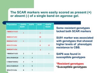 PHENOTYPIC AND GENOTYPIC EVALUATIONS FOR CBB RESISTANCE IN COMMON BEAN POPULATIONS