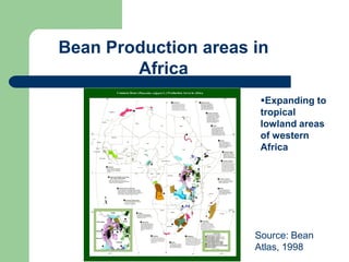 PHENOTYPIC AND GENOTYPIC EVALUATIONS FOR CBB RESISTANCE IN COMMON BEAN POPULATIONS