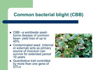 PHENOTYPIC AND GENOTYPIC EVALUATIONS FOR CBB RESISTANCE IN COMMON BEAN POPULATIONS