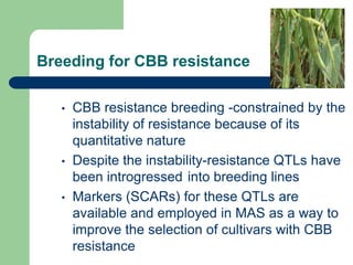 PHENOTYPIC AND GENOTYPIC EVALUATIONS FOR CBB RESISTANCE IN COMMON BEAN POPULATIONS